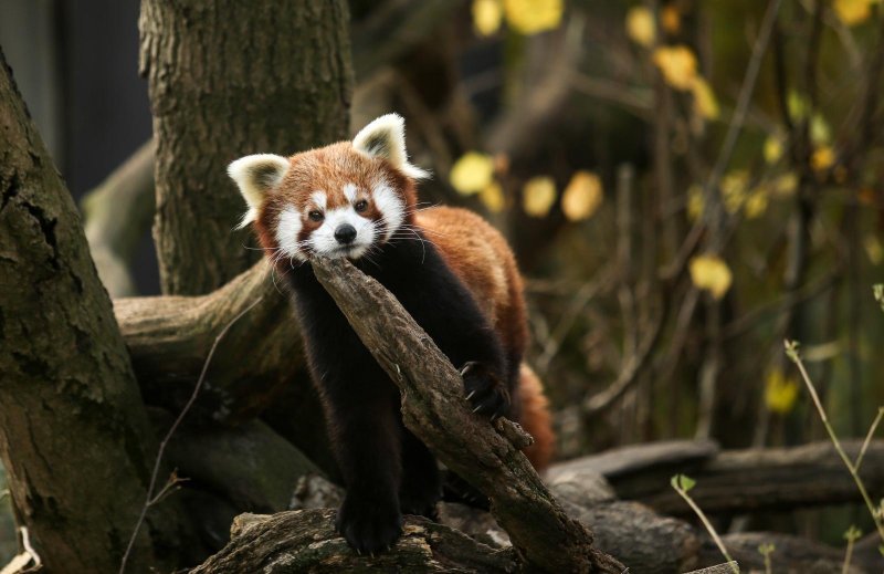 Zoološki vrt proslavio Dan crvenih pandi