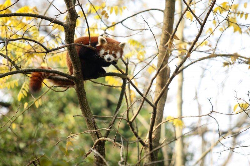 Zoološki vrt proslavio Dan crvenih pandi