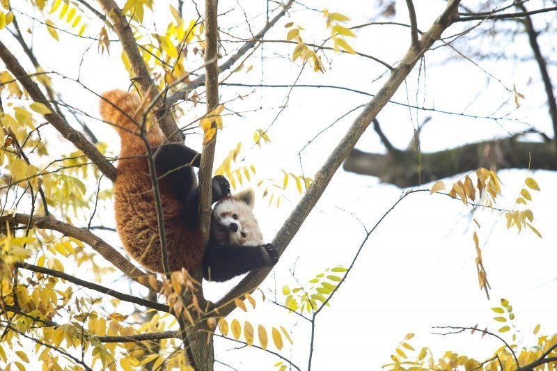 Zoološki vrt proslavio Dan crvenih pandi