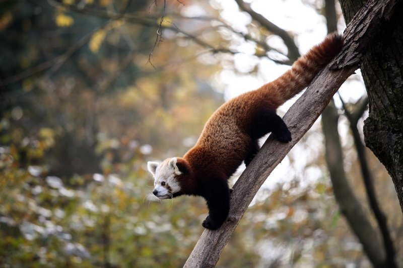 Zoološki vrt proslavio Dan crvenih pandi