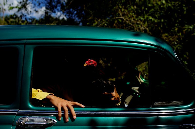Pijetao za borbe u starinskom automobilu na Kubi