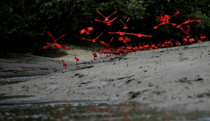 Ibisi na obalama države Amapa u Brazilu