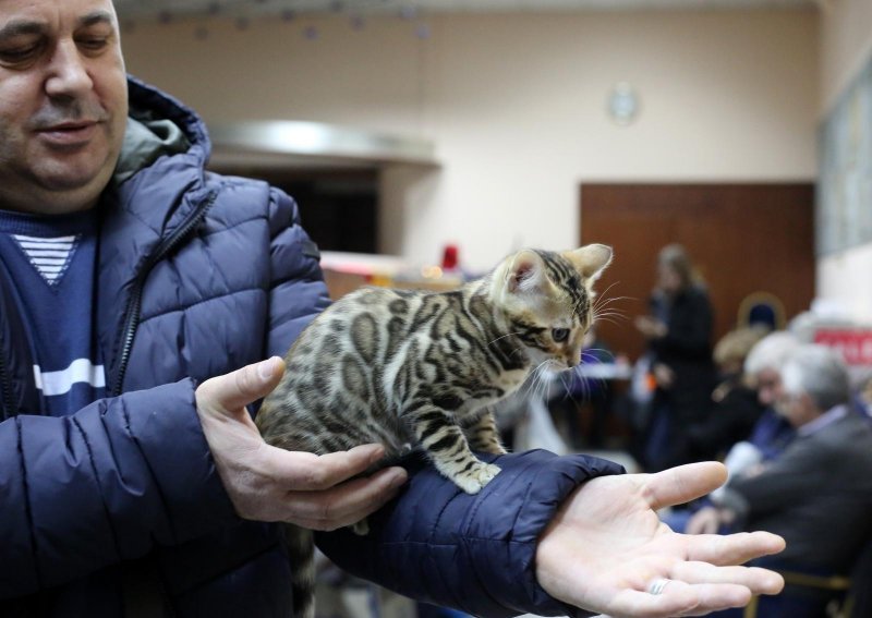 U zgradi Transadrije održana Međunarodna izložba mačaka