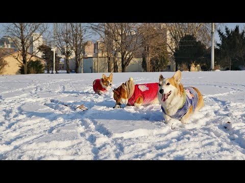 Korgiji u snijegu