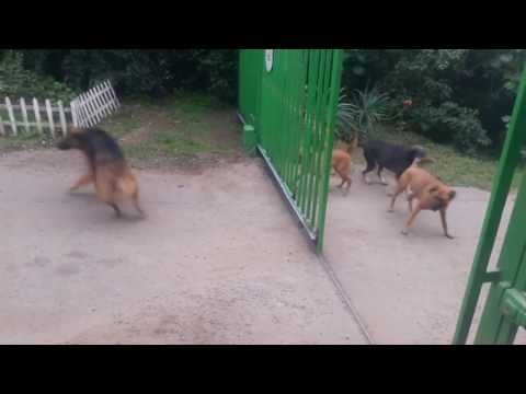 Jaki samo na riječima