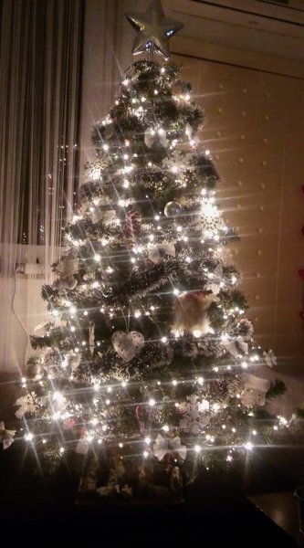 Božićna drvca tportalovih čitatelja (Ines Brkić)