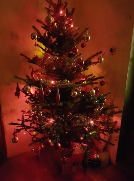 Božićna drvca tportalovih čitatelja (Katarina Brezonjić)