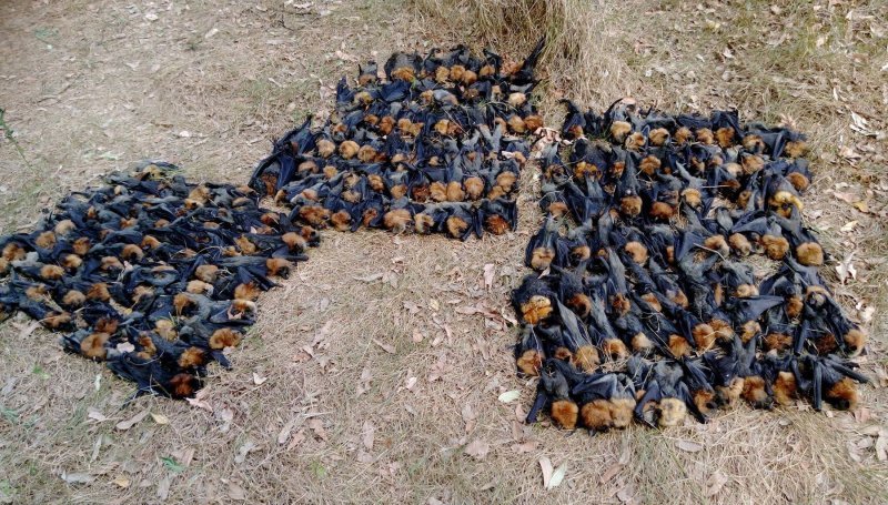 Leteće lisice nisu preživjele paklene vrućine u Australiji