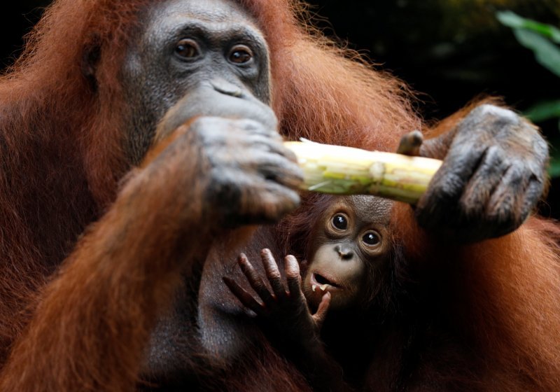 Novorođene životinje singapurskog zoološkog vrta