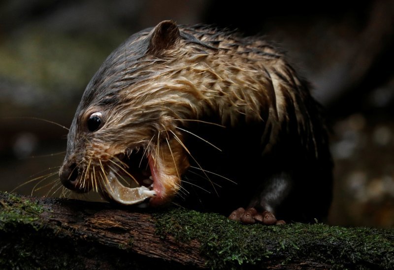 Novorođene životinje singapurskog zoološkog vrta