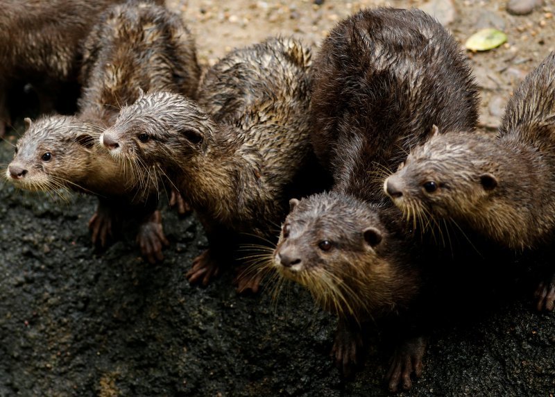 Novorođene životinje singapurskog zoološkog vrta