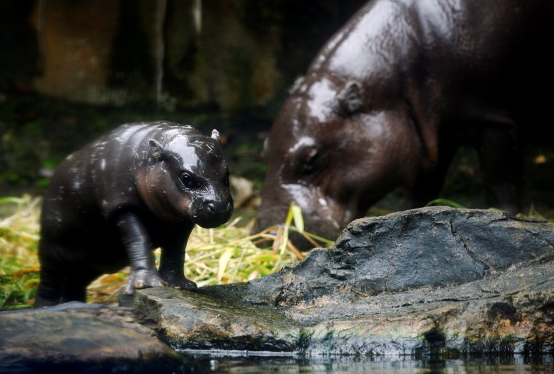 Novorođene životinje singapurskog zoološkog vrta