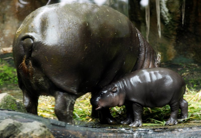 Novorođene životinje singapurskog zoološkog vrta