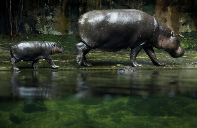 Novorođene životinje singapurskog zoološkog vrta