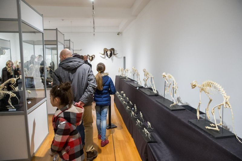 Dubrovnik: Izložba životinjskih kostura u Prirodoslovnom muzeju