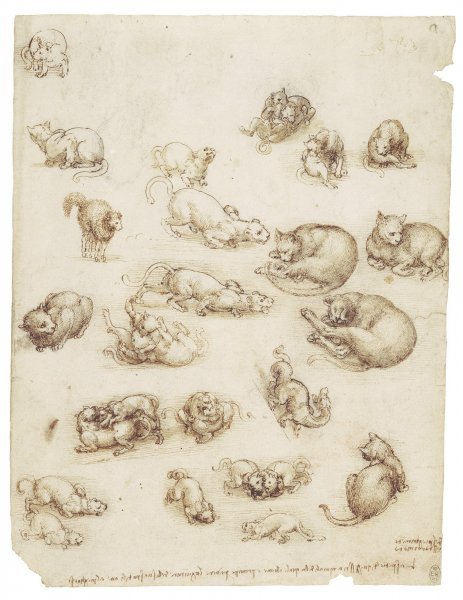 Mačke, lavovi i zmaj, 1513-18