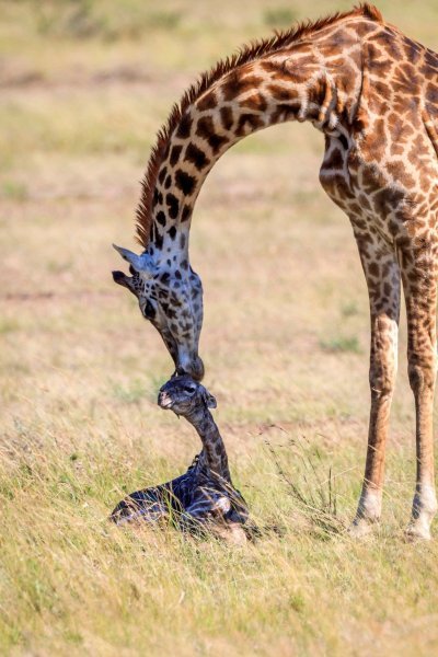 Žirafa i mladunče u Keniji