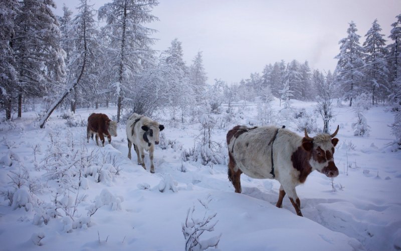 Ojmjakon – najhladnije mjesto na svijetu