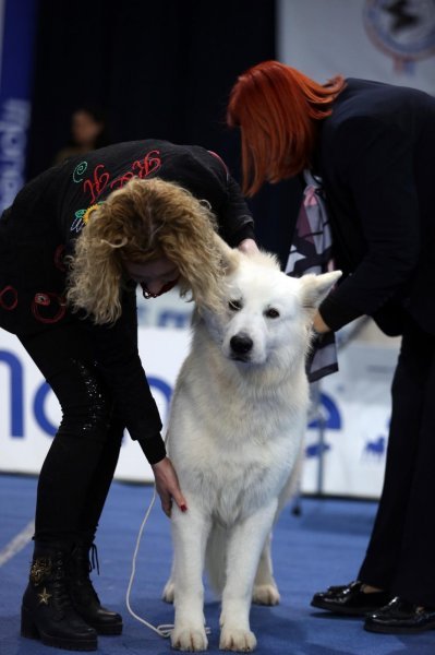 Međunarodna izložba pasa CACIB u sportskoj dvorani Zamet