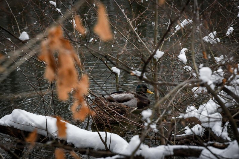 Idilični prizori parka Maksimir prekrivenog snijegom