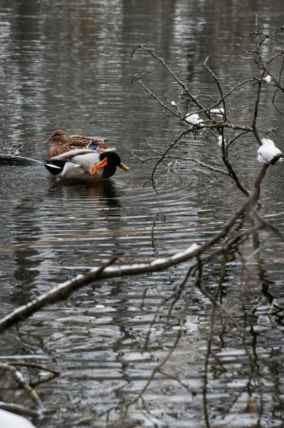 Idilični prizori parka Maksimir prekrivenog snijegom