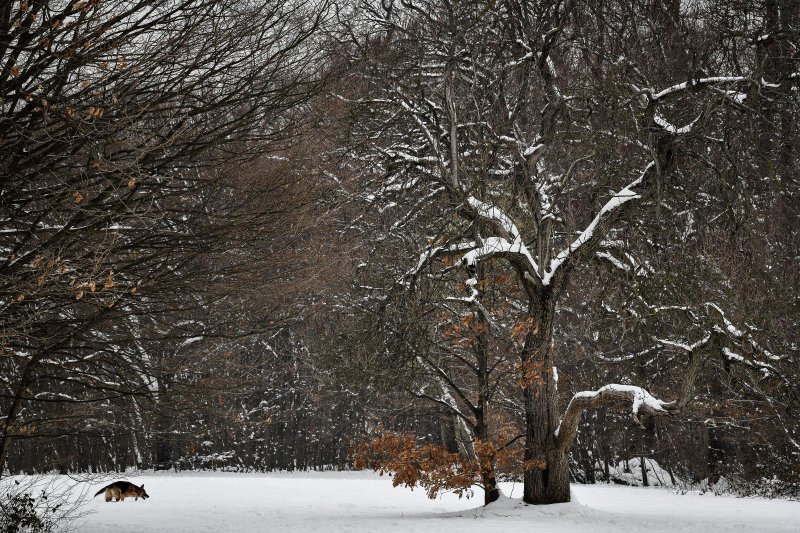 Idilični prizori parka Maksimir prekrivenog snijegom