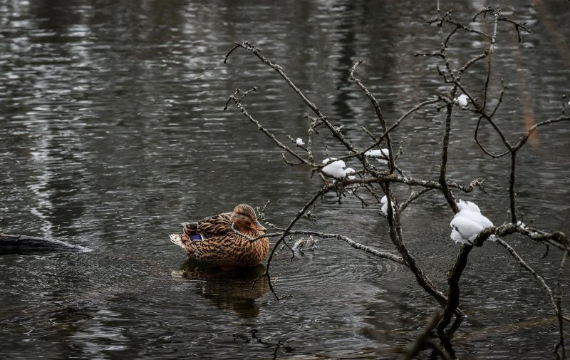 Idilični prizori parka Maksimir prekrivenog snijegom