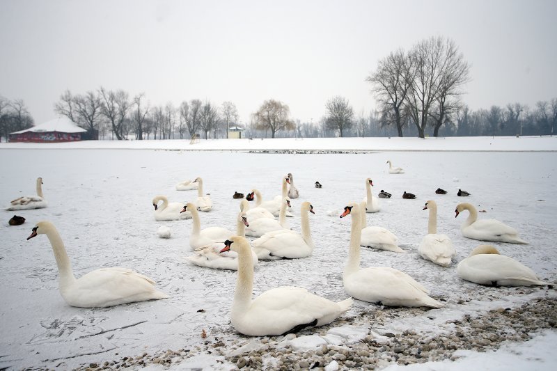 Iznimno niske temperature zaledile su jezero Jarun