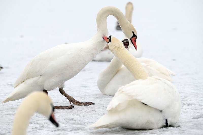 Iznimno niske temperature zaledile su jezero Jarun