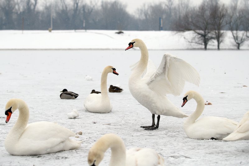 Iznimno niske temperature zaledile su jezero Jarun