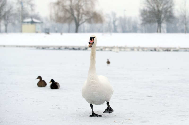 Iznimno niske temperature zaledile su jezero Jarun