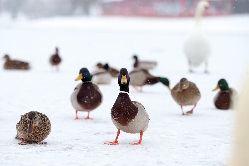 Iznimno niske temperature zaledile su jezero Jarun