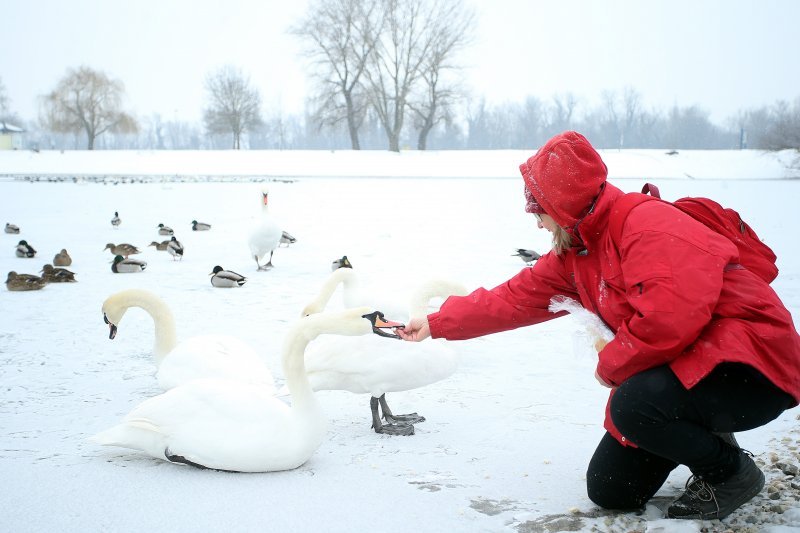 Iznimno niske temperature zaledile su jezero Jarun