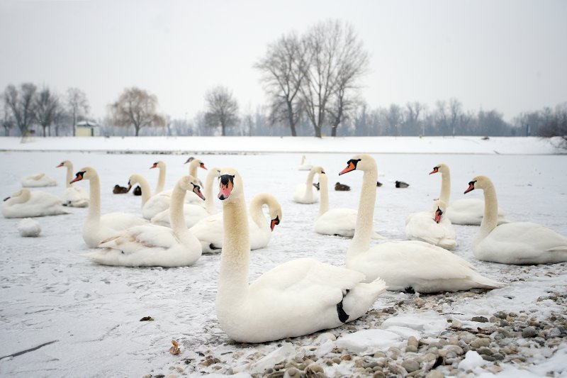 Iznimno niske temperature zaledile su jezero Jarun