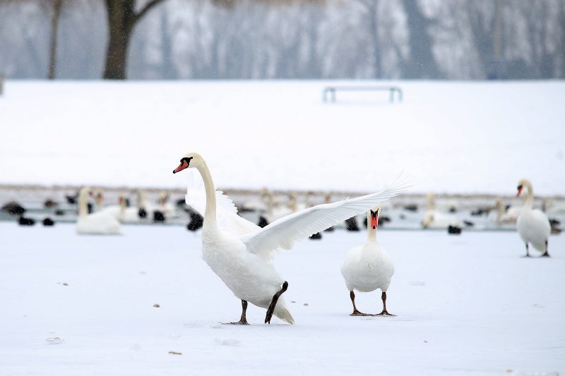 Iznimno niske temperature zaledile su jezero Jarun