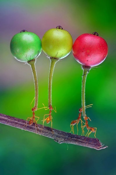Mravi nose voće