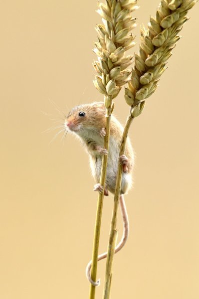 Poljski miš