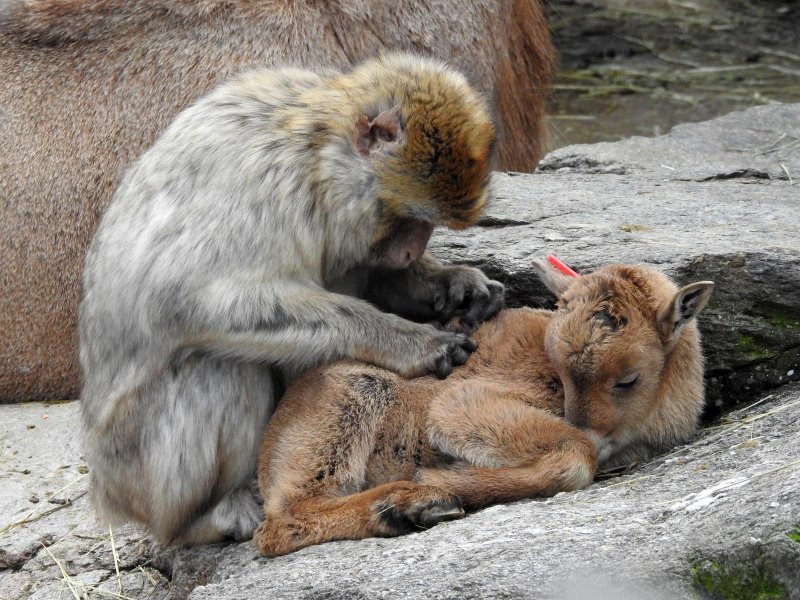 Bečki zoološki vrt Schönbrunn