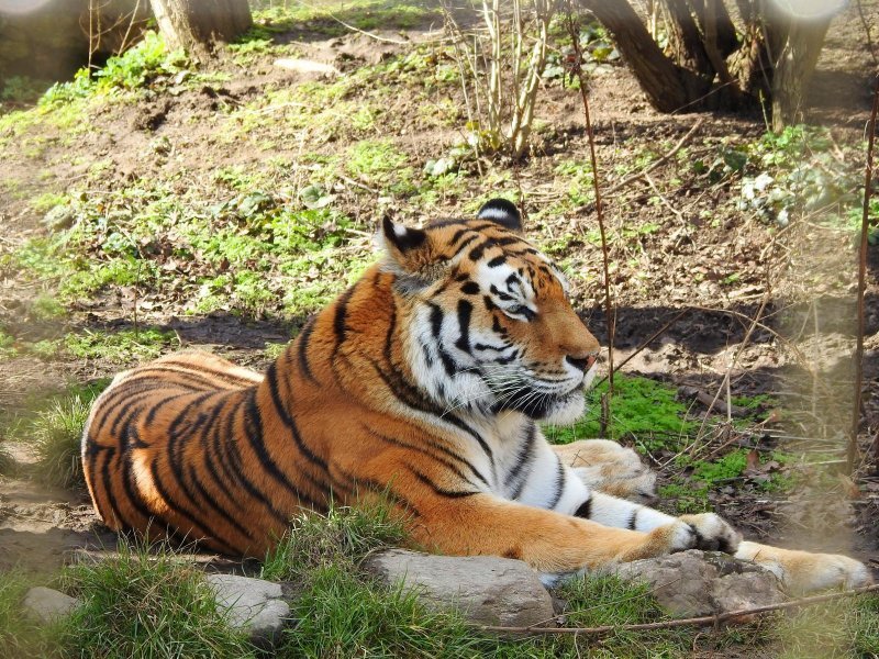 Bečki zoološki vrt Schönbrunn