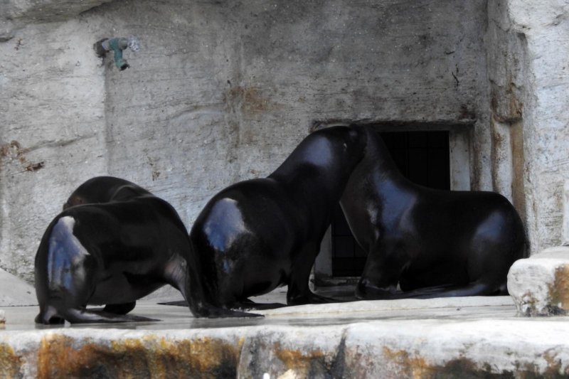 Bečki zoološki vrt Schönbrunn