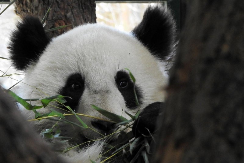 Bečki zoološki vrt Schönbrunn