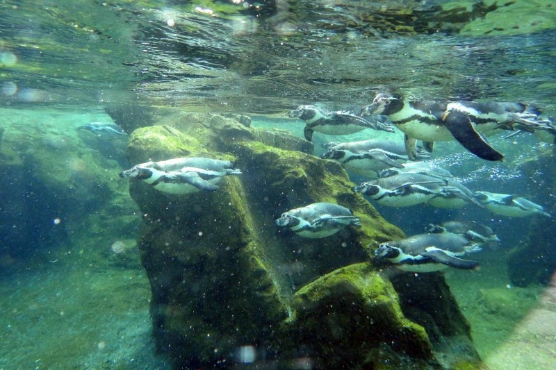 Bečki zoološki vrt Schönbrunn