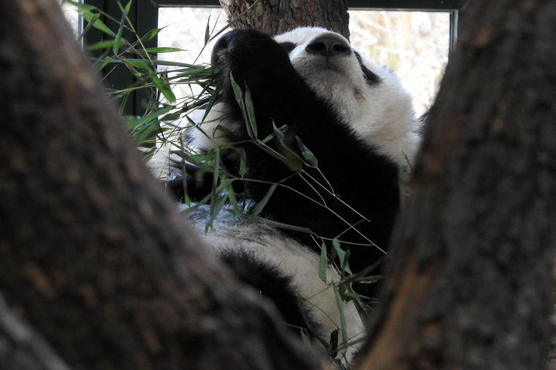 Bečki zoološki vrt Schönbrunn