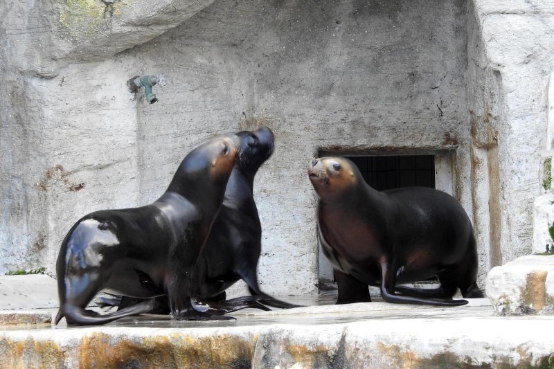 Bečki zoološki vrt Schönbrunn