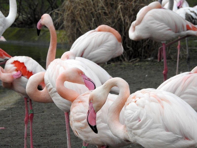 Bečki zoološki vrt Schönbrunn