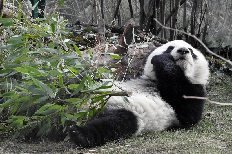 Bečki zoološki vrt Schönbrunn