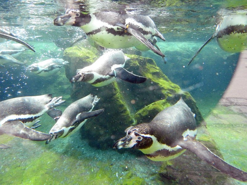 Bečki zoološki vrt Schönbrunn