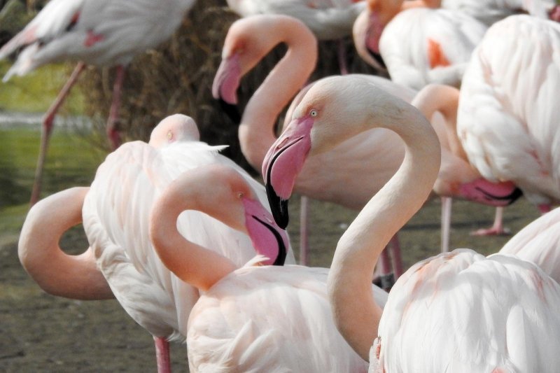 Bečki zoološki vrt Schönbrunn