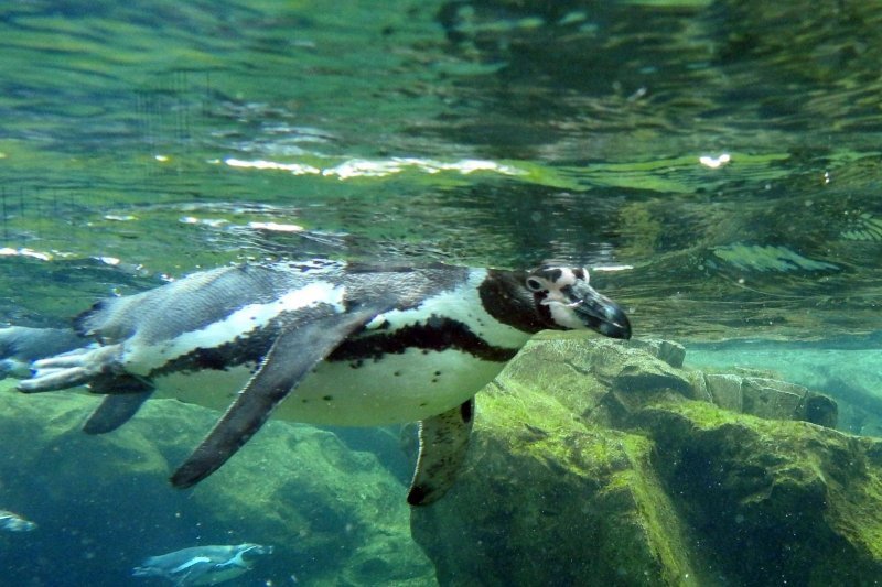 Bečki zoološki vrt Schönbrunn