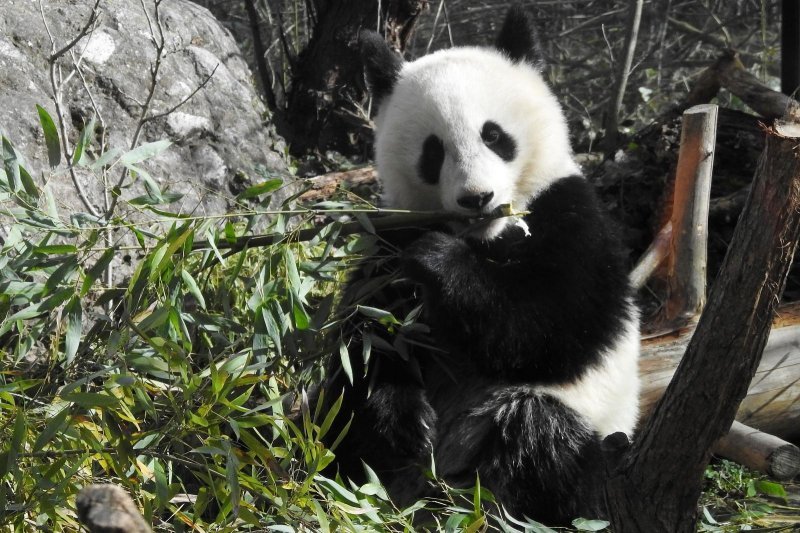 Bečki zoološki vrt Schönbrunn